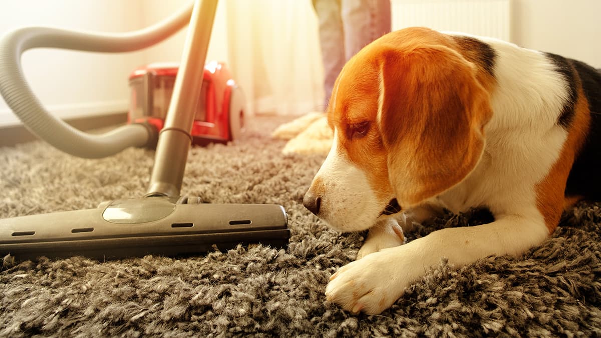 Советы по поддержанию чистого жилья с домашними животными.